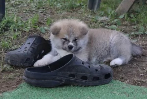 meravigliosi Shiba Inu di razza pura taglia piccola per adozione | Foto 2