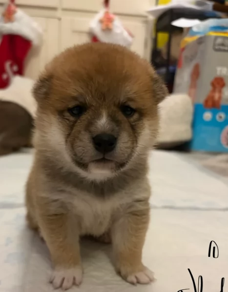 meravigliosi Shiba Inu di razza pura taglia piccola per adozione | Foto 3