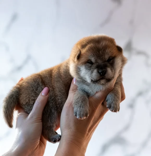 meravigliosi Shiba Inu di razza pura taglia piccola per adozione