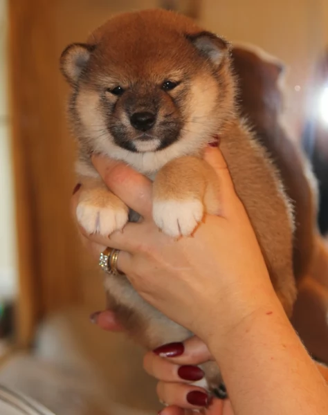 meravigliosi Shiba Inu di razza pura taglia piccola per adozione | Foto 4