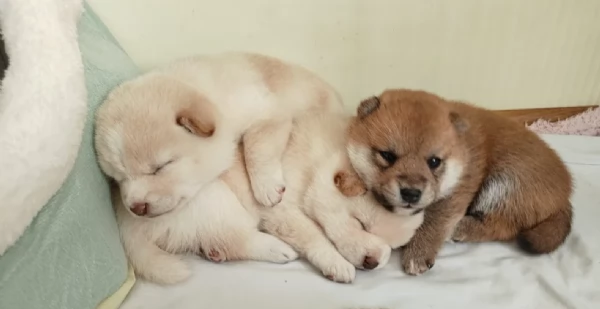 meravigliosi Shiba Inu di razza pura taglia piccola per adozione | Foto 1