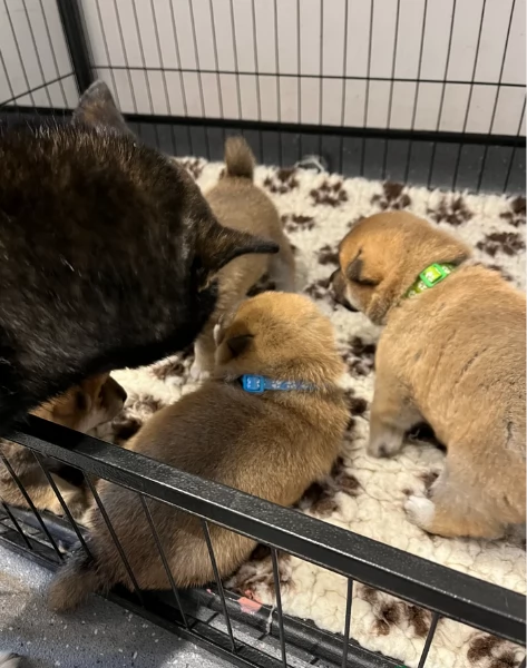 meravigliosi Shiba Inu di razza pura taglia piccola per adozione | Foto 5