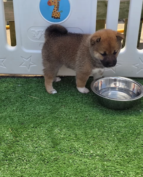 meravigliosi Shiba Inu di razza pura taglia piccola per adozione | Foto 4