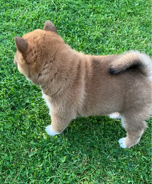 meravigliosi Shiba Inu di razza pura taglia piccola per adozione | Foto 5