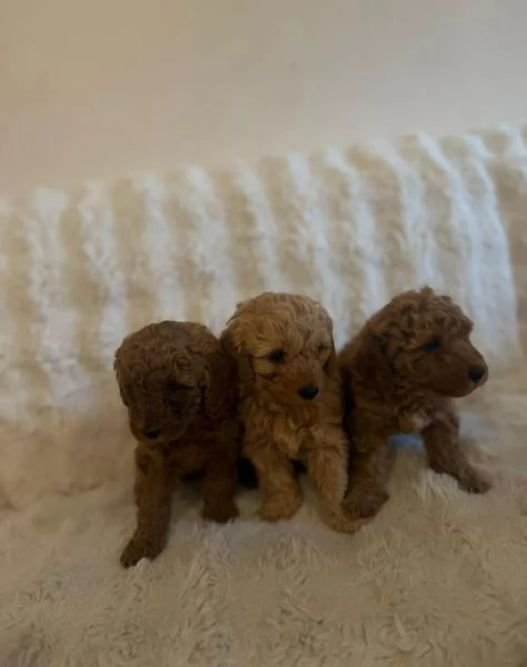 Barboncinno toy | Foto 0