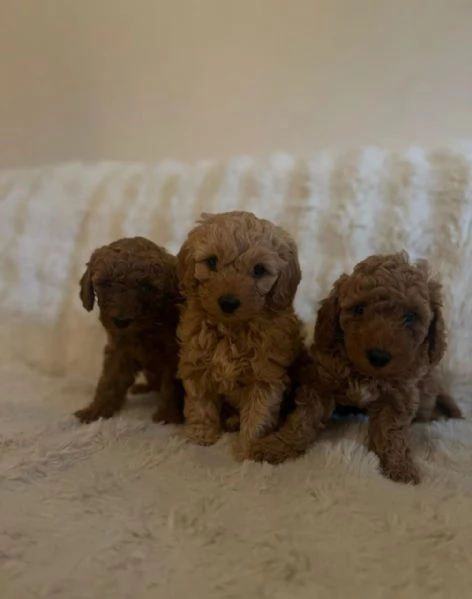 Barboncino toy | Foto 0