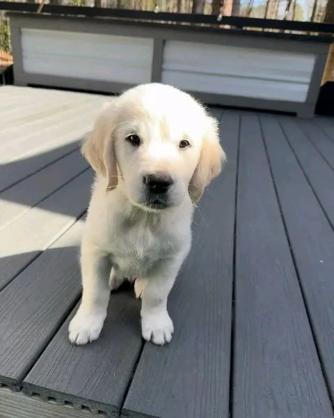 Due cuccioli di Golden Retriever ti aspettano