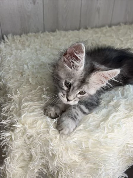 Gattini Maine Coon in adozione | Foto 0