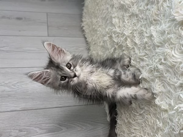 Gattini Maine Coon maschi e femmine  di razza pura