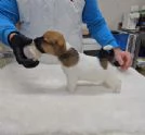 Cuccioli Jack Russell Terrier  | Foto 6