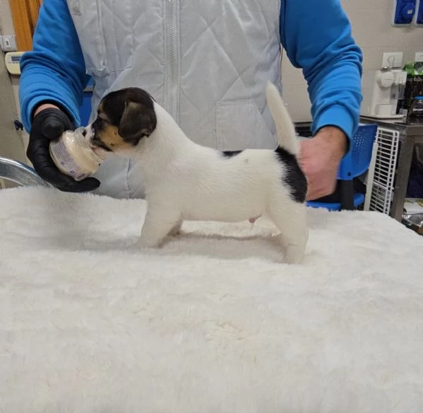 Cuccioli Jack Russell Terrier  | Foto 5