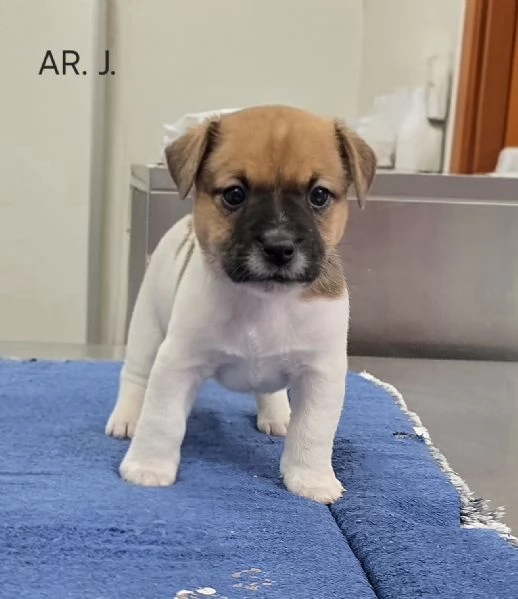 Cuccioli Jack Russell Terrier  | Foto 4