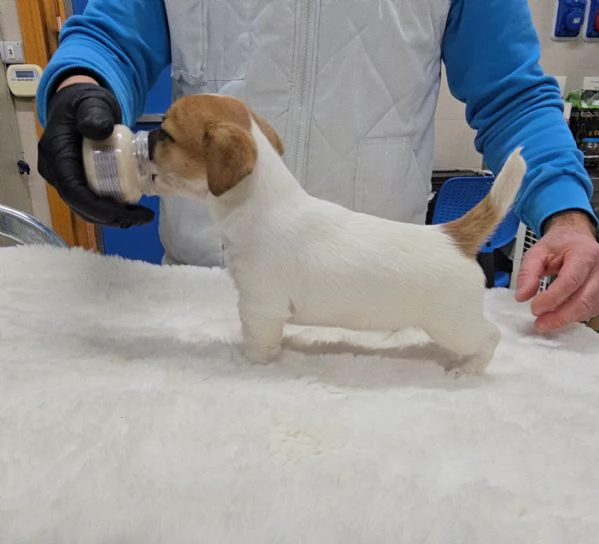 Cuccioli Jack Russell Terrier  | Foto 3