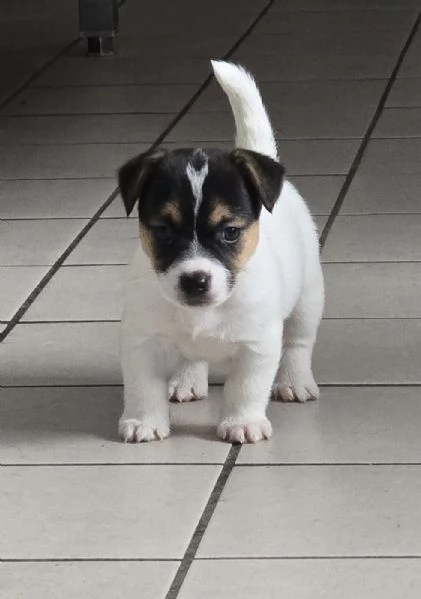 Cuccioli Jack Russell Terrier  | Foto 2