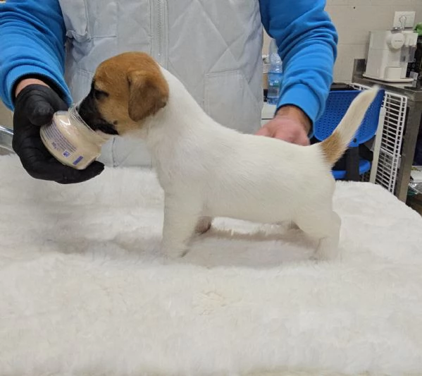 Cuccioli Jack Russell Terrier  | Foto 1