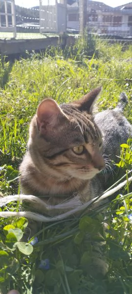 Cerco gattoa  europeo