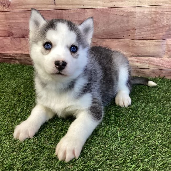 Cuccioli di Siberian Husky | Foto 0