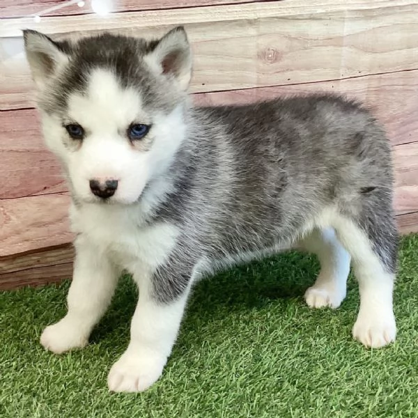 Cuccioli di Siberian Husky