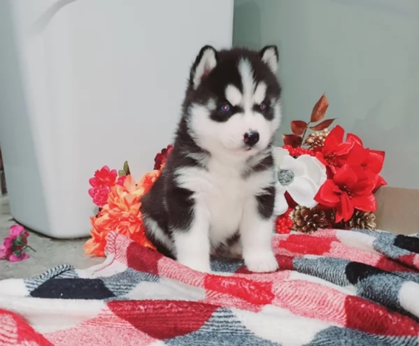 Cuccioli di Husky puri con Pedegree