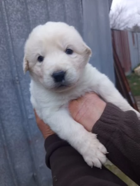 Pastore Maremmano  | Foto 0