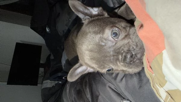 Bulldog francese  | Foto 2