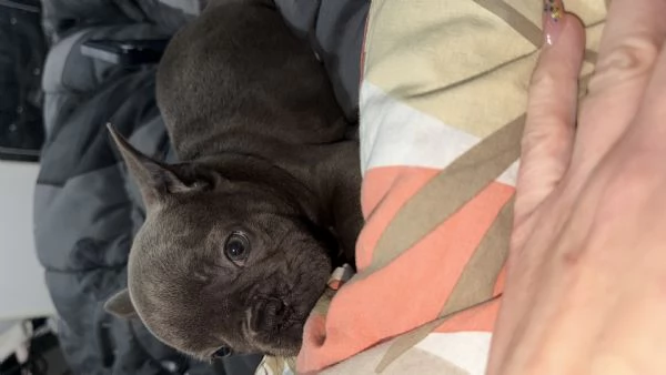 Bulldog francese  | Foto 1