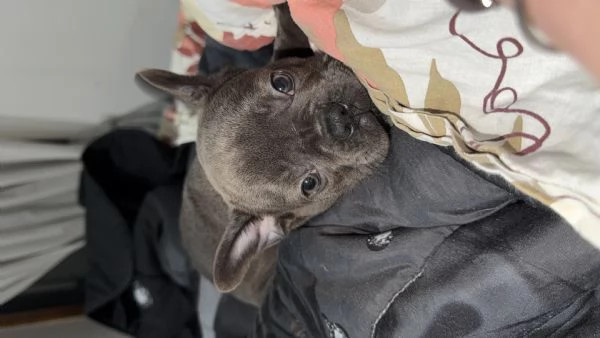 Bulldog francese  | Foto 0