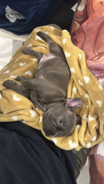 Bulldog francese 