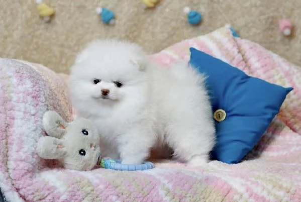 Cucciolo di Volpino Pomerania pronto per ladozione