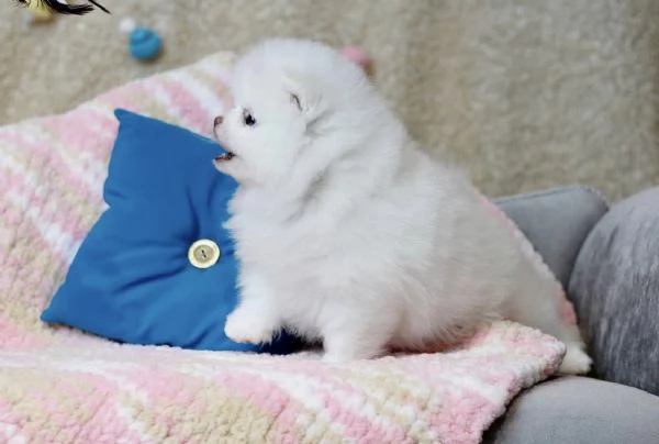 Cucciolo di Volpino Pomerania pronto per ladozione | Foto 4