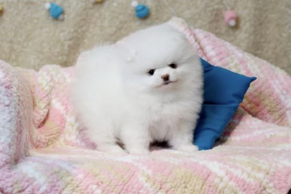 Cucciolo di Volpino Pomerania pronto per ladozione | Foto 3