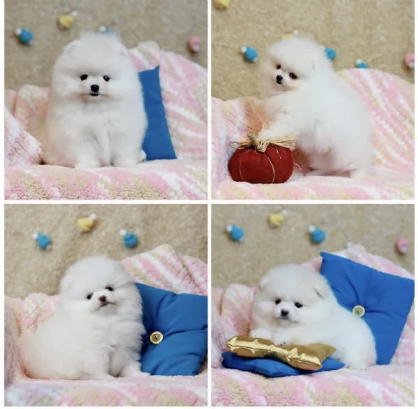 Cucciolo di Volpino Pomerania pronto per ladozione | Foto 1