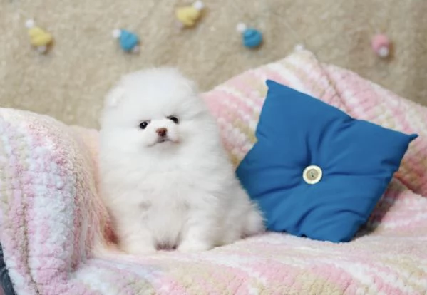 Cucciolo di Volpino Pomerania pronto per ladozione | Foto 0