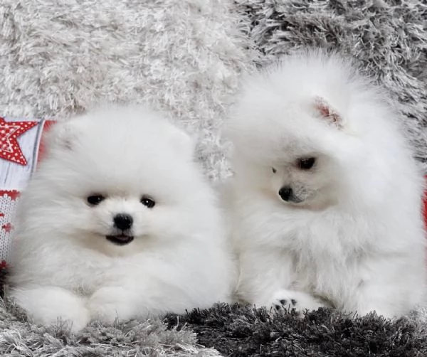 Bellissimi cuccioli maschi e femmine di Pomerania Teddy Bear pronti per ladozione