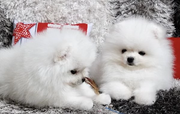 Bellissimi cuccioli maschi e femmine di Pomerania Teddy Bear pronti per ladozione | Foto 2