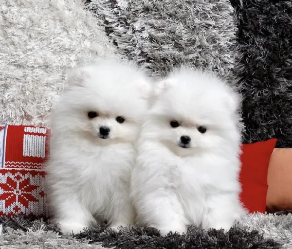 Bellissimi cuccioli maschi e femmine di Pomerania Teddy Bear pronti per ladozione | Foto 1