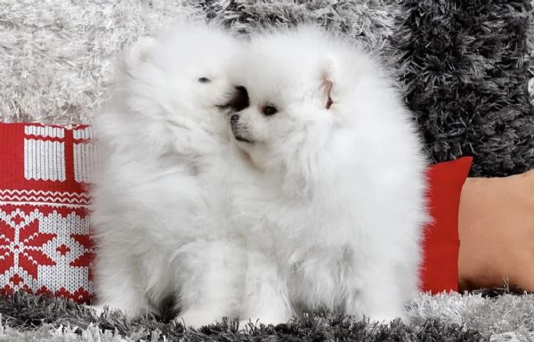 Bellissimi cuccioli maschi e femmine di Pomerania Teddy Bear pronti per ladozione | Foto 0