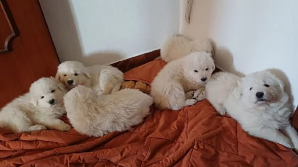 Pastori Maremmani Con Pedigree di 2 mesi | Foto 1