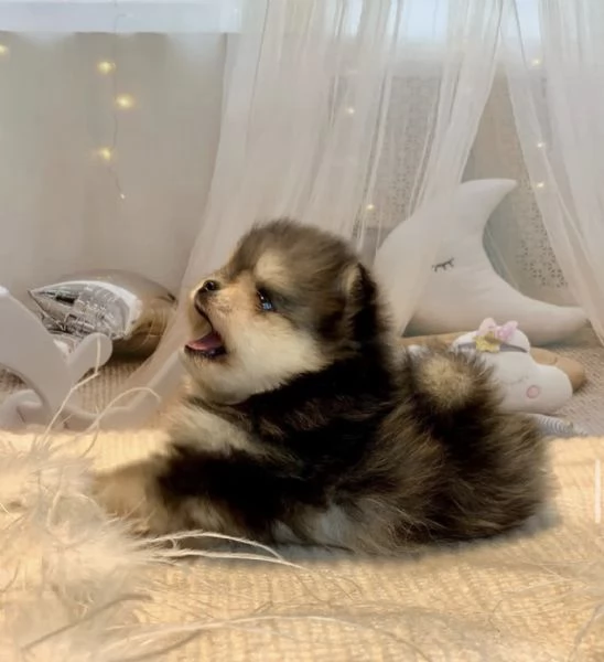Cucciolo di Pomerania Toy di razza pura soffice e con la faccia pelosa | Foto 6