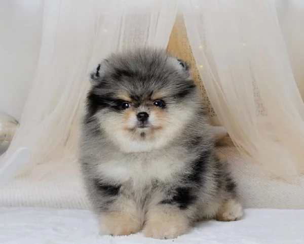 Cucciolo di Pomerania Toy di razza pura soffice e con la faccia pelosa | Foto 5