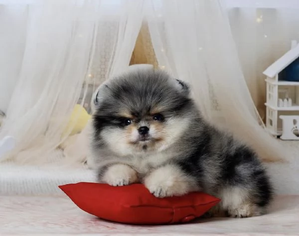 Cucciolo di Pomerania Toy di razza pura soffice e con la faccia pelosa | Foto 4