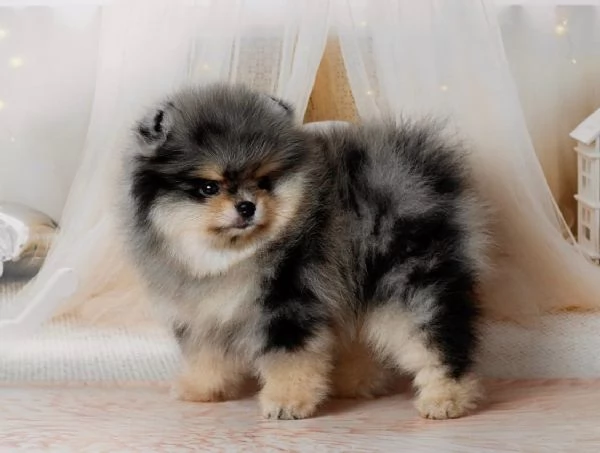 Cucciolo di Pomerania Toy di razza pura soffice e con la faccia pelosa | Foto 3