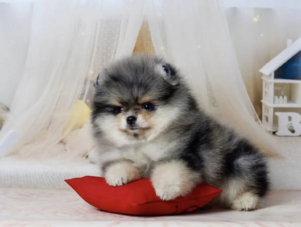 Cucciolo di Pomerania Toy di razza pura soffice e con la faccia pelosa | Foto 2