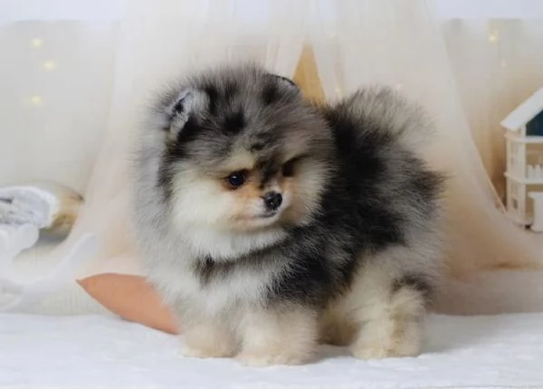 Cucciolo di Pomerania Toy di razza pura soffice e con la faccia pelosa