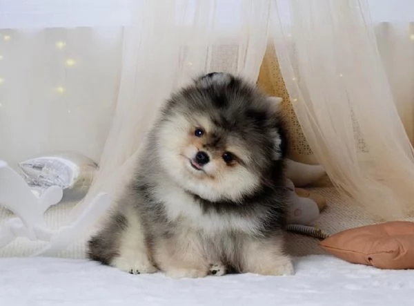Cucciolo di Pomerania Toy di razza pura soffice e con la faccia pelosa | Foto 1