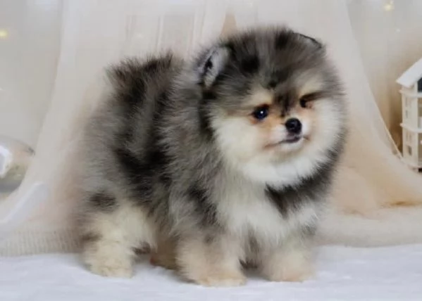 Cucciolo di Pomerania Toy di razza pura soffice e con la faccia pelosa | Foto 0