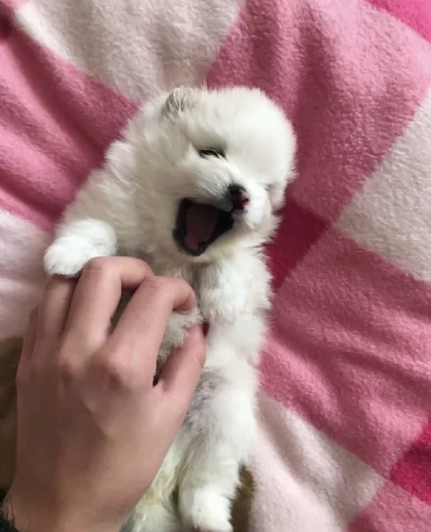 Pomerania amante del divertimento disponibile per ladozione