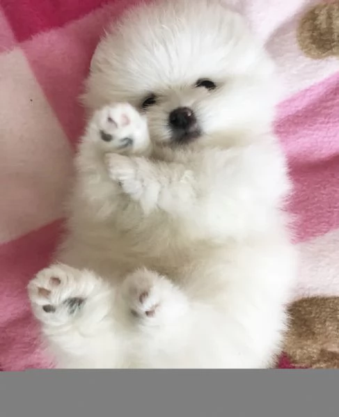 Pomerania amante del divertimento disponibile per ladozione | Foto 2