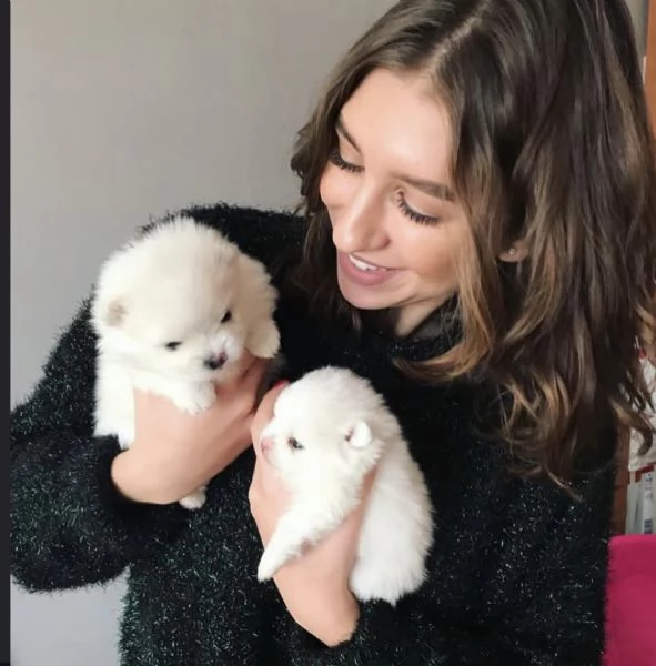 Pomerania amante del divertimento disponibile per ladozione | Foto 0