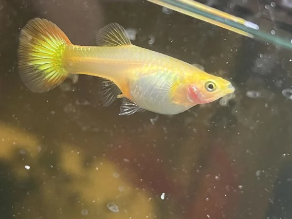 VENDITA PESCI GUPPY 